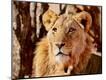 Premium Photographic Print