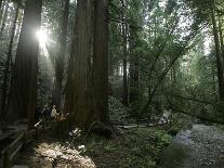 Travel Trip Muir Woods 100th-Eric Risberg-Photographic Print