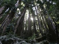 Travel Trip Muir Woods 100th-Eric Risberg-Photographic Print