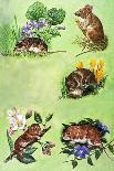 Mice, Voles and Shrews-Eric Tansley-Framed Premier Image Canvas