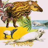 The Malayan Tapir and Atlantic Grey Seal-Eric Tansley-Giclee Print