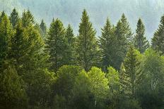 Forrest of Green Pine Trees on Mountainside with Rain-eric1513-Framed Photographic Print