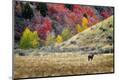 Photographic Print