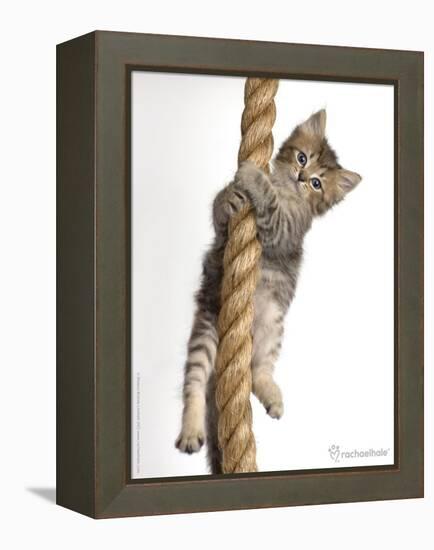 Eric-Rachael Hale-Framed Stretched Canvas