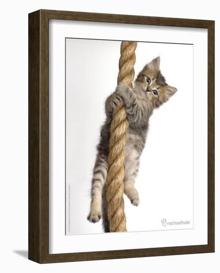 Eric-Rachael Hale-Framed Art Print