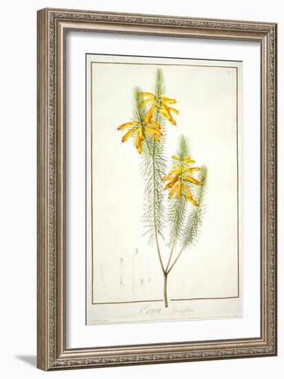 Erica Grandiflora, 1811-Pierre Joseph Redoute-Framed Giclee Print