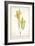 Erica Grandiflora, 1811-Pierre Joseph Redoute-Framed Giclee Print