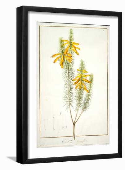 Erica Grandiflora, 1811-Pierre Joseph Redoute-Framed Giclee Print