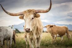 A Herd of Texas Longhorn Cattle in the Open Range Country of Idaho during Summer-Erica Hollingshead-Photographic Print