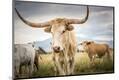 Premium Photographic Print