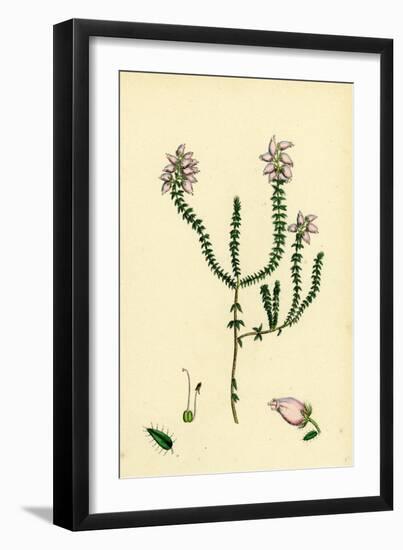Erica Tetralici-Ciliaris Hybrid Between Fringed-Leaved and Cross-Leaved Heaths-null-Framed Giclee Print