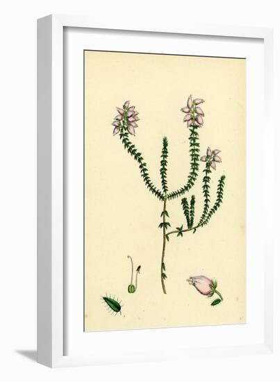Erica Tetralici-Ciliaris Hybrid Between Fringed-Leaved and Cross-Leaved Heaths-null-Framed Giclee Print