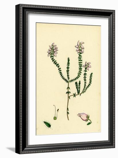 Erica Tetralici-Ciliaris Hybrid Between Fringed-Leaved and Cross-Leaved Heaths-null-Framed Giclee Print