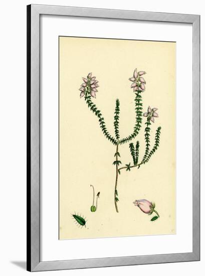 Erica Tetralici-Ciliaris Hybrid Between Fringed-Leaved and Cross-Leaved Heaths-null-Framed Giclee Print