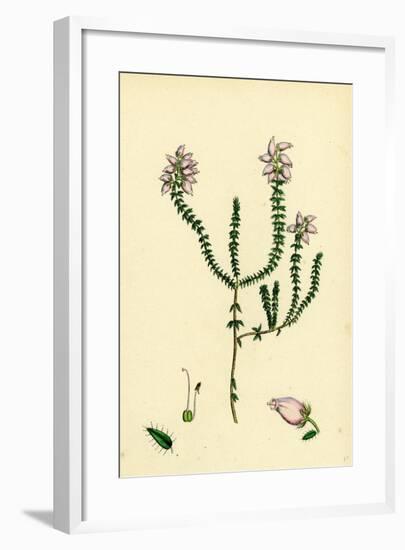 Erica Tetralici-Ciliaris Hybrid Between Fringed-Leaved and Cross-Leaved Heaths-null-Framed Giclee Print