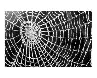 Spider Web Sparkle-erichan-Framed Art Print