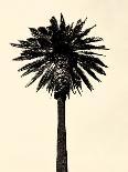 Palm Tree 1996 (Yellow)-Erik Asla-Stretched Canvas
