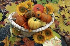 Harvested Pumpkins And Sunflowers-Erika Craddock-Photographic Print