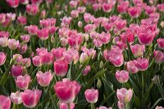 Tulips and Windmill-ErikdeGraaf-Mounted Photographic Print