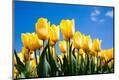 Premium Photographic Print