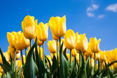 Tulips and Windmill-ErikdeGraaf-Mounted Photographic Print