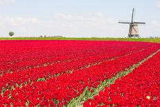Tulips and Windmill-ErikdeGraaf-Photographic Print