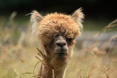 Alpaca Lama-erikgessinger-Laminated Photographic Print