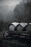 BW Oregon Wine Country II-Erin Berzel-Photographic Print