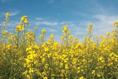 Canola Blossoms-Erin Berzel-Photographic Print