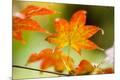 Photographic Print