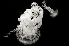 Jellyfish Glow VII-Erin Berzel-Photographic Print