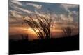Premium Photographic Print