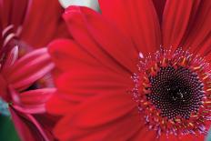 Red Gerbera Close-Up-Erin Berzel-Photographic Print