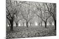 Photographic Print