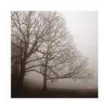 Tranquil Trees-Erin Clark-Art Print