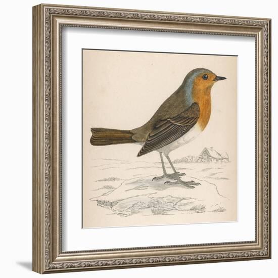 Erithacus Rubecula-Reverend Francis O. Morris-Framed Art Print