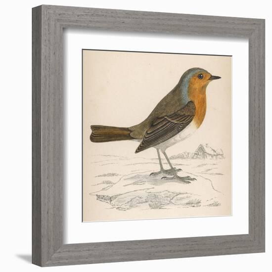 Erithacus Rubecula-Reverend Francis O. Morris-Framed Art Print