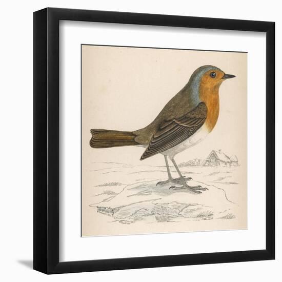 Erithacus Rubecula-Reverend Francis O. Morris-Framed Art Print