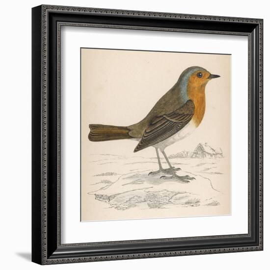 Erithacus Rubecula-Reverend Francis O. Morris-Framed Art Print