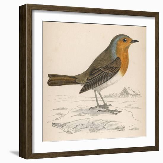 Erithacus Rubecula-Reverend Francis O. Morris-Framed Art Print