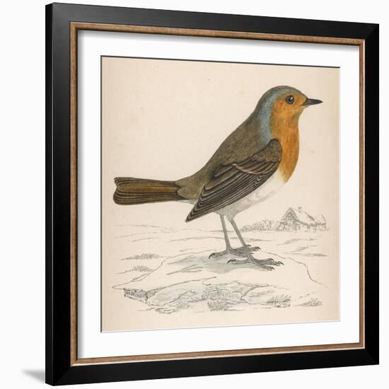 Erithacus Rubecula-Reverend Francis O. Morris-Framed Art Print