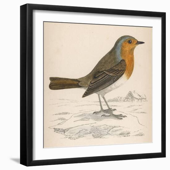 Erithacus Rubecula-Reverend Francis O. Morris-Framed Art Print