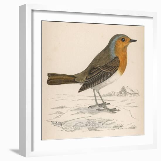 Erithacus Rubecula-Reverend Francis O. Morris-Framed Art Print