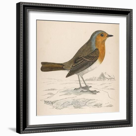 Erithacus Rubecula-Reverend Francis O. Morris-Framed Art Print