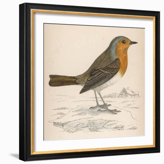 Erithacus Rubecula-Reverend Francis O. Morris-Framed Art Print