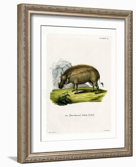 Eritrean Warthog-null-Framed Giclee Print