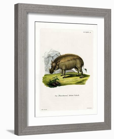 Eritrean Warthog-null-Framed Giclee Print