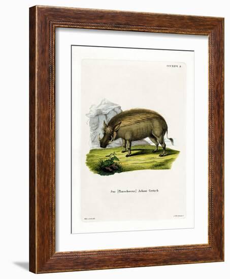 Eritrean Warthog-null-Framed Giclee Print