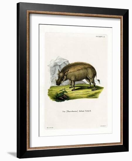 Eritrean Warthog-null-Framed Giclee Print