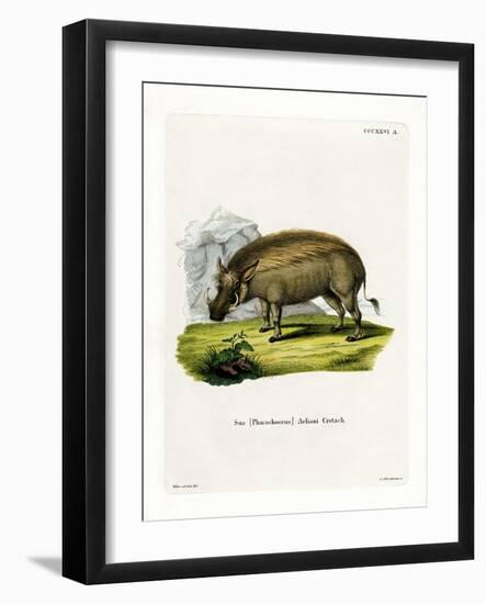 Eritrean Warthog-null-Framed Giclee Print